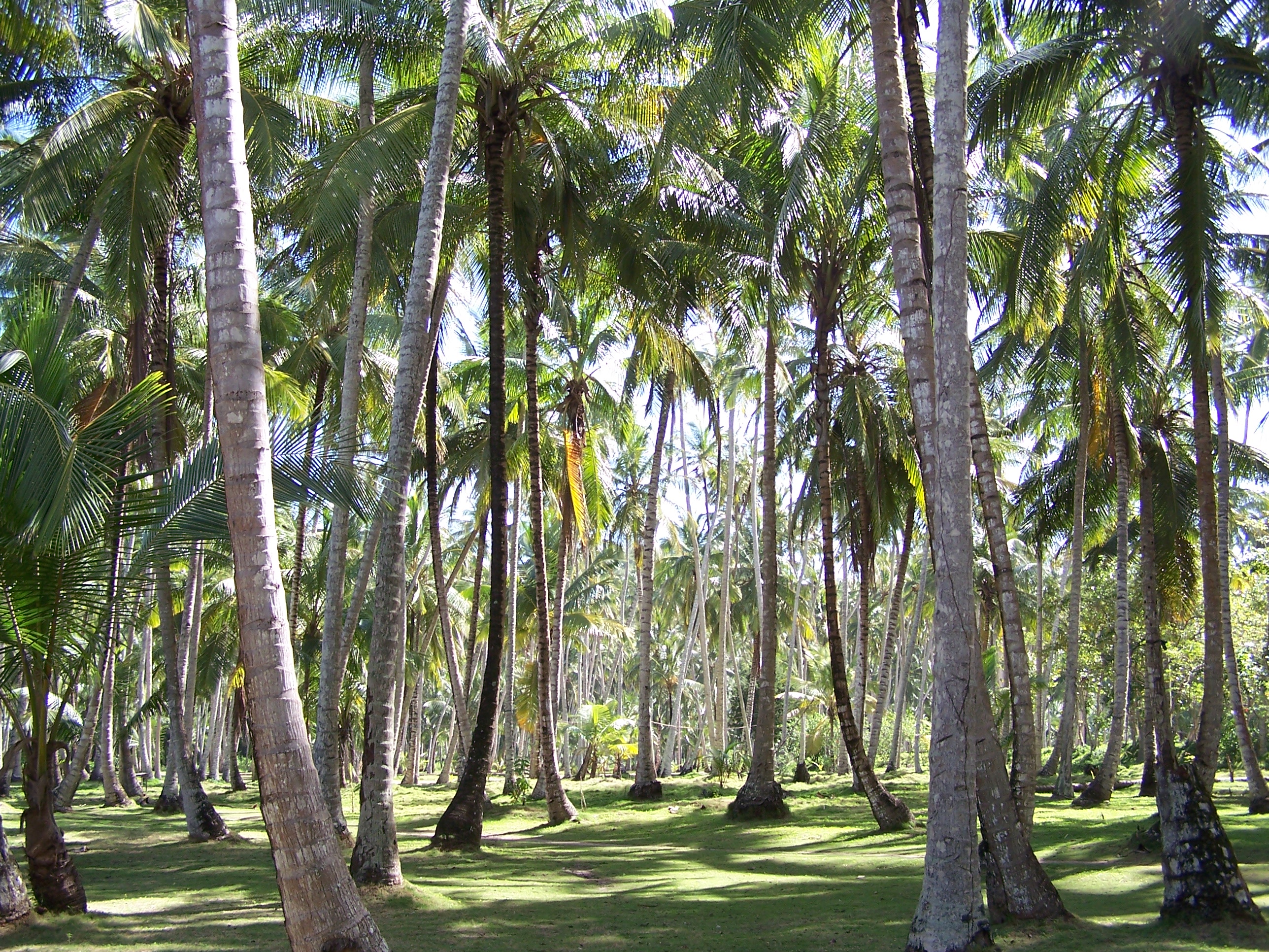 Palm Trees from Venezuela